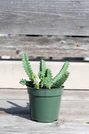 Image result for Huernia