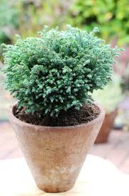 Check spelling or type a new query. Chamaecyparis Pisifera Blue Moon Bcm Baumschule Christoph Marken