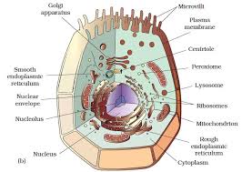 Lysosomes are present in animal cells but are not as prevalent as in plant cells. Cell The Unit Of Life Practically Study Material