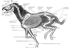 Directional terms, skeletal, and muscle introduction. Horse Anatomy Pictures Think Like A Horse Rick Gore Horsemanship Horse Anatomy Horse Bones Animal Drawings