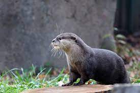 Asian Small Clawed River Otter In Captivity With Images Otters River Otter Animals