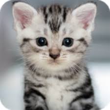 If you're looking for the best cute cats wallpaper then wallpapertag is the place to be. Amazon Com Kitten Wallpapers Appstore For Android