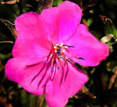 Image result for Dissotis