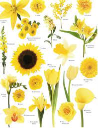 Calendulas are often known as pot marigold, but they're a different genus. A Little Flower Education For Your Wednesday Evening Courtesy Of Martha Stewart Weddings Have A Good One An Types Of Flowers Flower Guide Beautiful Flowers