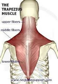 The Trapezius Muscle Chart Massage Therapy Yoga Anatomy Muscle Anatomy