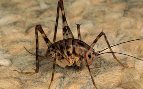 There are several camel cricket traps available and we'll talk about them later. Blog Why Are There Camel Crickets In My Houston Basement