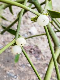 Image result for Viscum shirense