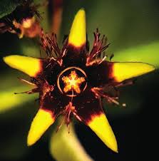 Image result for Ceropegia incana