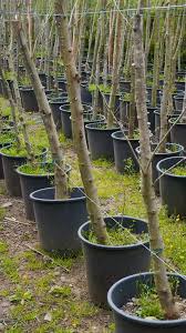 Garten Videos Garten Garden Growing Fruit Trees In Buckets Or A Similar Contai Buckets Conta In 2020 Container Gardening Vegetable Garden Design Bucket Gardening