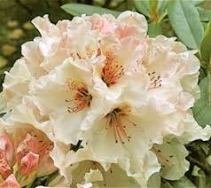 Rhododendron Dreamweaver Kwiaty Krzewy