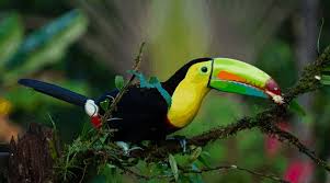 Beach lovers staying along the pacific coast should. The Most Beautiful Things About Costa Rica