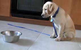 8 weeks is a big week for puppies. How Often Should You Feed A Puppy