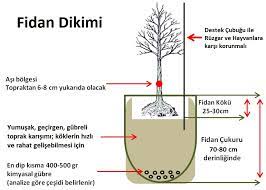 Bazı cins meyveleri ise bütün bir ay boyunca, aralıklarla toplamak gerekir. Fidan Dikimi Nasil Yapilir