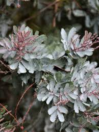 Image result for Acacia pentagona