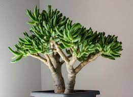 13 jade plant and feng shui. How To Prune A Jade Plant Crassula Ovata Smart Garden Guide