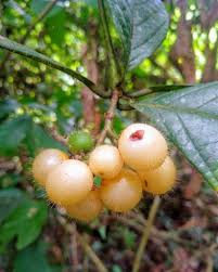 Image result for Cordia mukuensis