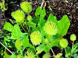 Image result for Hyptis