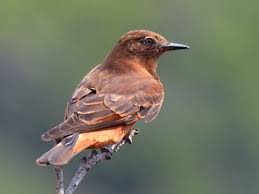 Image result for Rinorea ferruginea