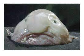 Just below the answer, you will be guided to the complete puzzle. Weird Sea Animals Deep Sea Creatures