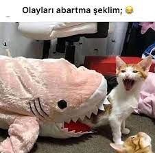 mizah komik ilginc mood replik anlamli bilgiler tavsiyeler hayvan viralleri hayvan fikralari kedi esprileri
