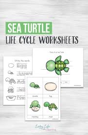 Sea Turtle Life Cycle Worksheets For Kids Turtle Life Cycle Sea Turtle Life Cycle Turtle Life