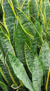 Image result for Sansevieria trifasciata