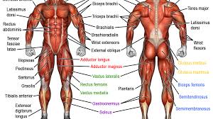 The muscles of the back can be divided in three main groups according to their anatomical position and function. Muscle Names Human Anatomy à¸à¸¥ à¸²à¸¡à¹€à¸™ à¸­ à¸žà¸¢à¸²à¸šà¸²à¸¥