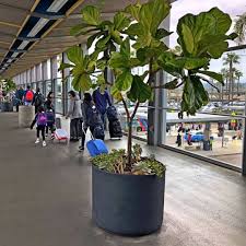 This Location Might Seem Familiar That S Because It S The San Diego Airport That S Right We Have Plants All Over The Airp In 2020 Plants Interior Plants Indoor Plants