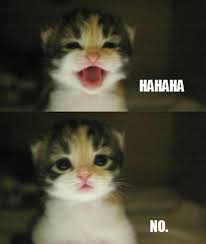 No Meme 05 Jpg 600 709 Pixels Funny Cat Pictures Funny Animal Pictures Funny Animals