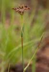 Image result for Ferraria glutinosa