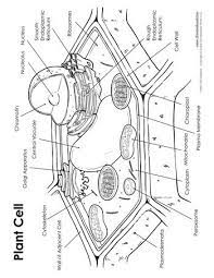 Check spelling or type a new query. 15 Plant Cell Diagram Ideas Plant Cell Diagram Plant Cell Plant And Animal Cells