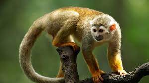 Pin By Rafa Ter On Monkeys Squirrel Monkey Monkey Squirrel