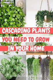 We did not find results for: 10 Cascading Plants You Can Grow Indoors For Home Decoration Pastel Dwelling