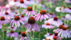 Echinacea For Colds Does It Work Echinacea Echinacea Tea Echinacea Root