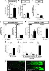 One way or another guitar tab. Persephone Spatzle Pathogen Sensors Mediate The Activation Of Toll Receptor Signaling In Response To Endogenous Danger Signals In Apoptosis Deficient Drosophila Journal Of Biological Chemistry