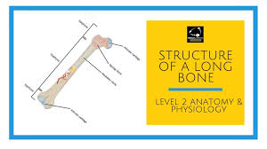 Click the bone below for the answers! Structure Of A Long Bone Level 2 Anatomy And Physiology