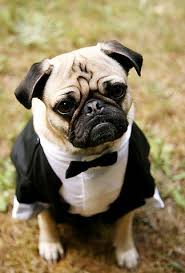 Adorable Pet Tuxes Would Be Super Cute If You Wanted To Have Your Dog In Your Wedding I Can See It Now Ralphie In A Tux Pug Wedding Cute Animals Pugs