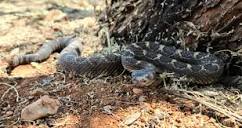Rattlesnake Avoidance Training - Sonoran Reptiles