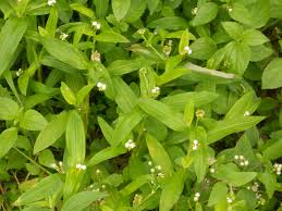 Image result for Aneilema