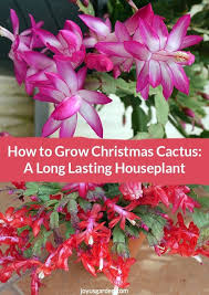 The key to success is. Christmas Cactus Care A Long Lasting Succulent Houseplant