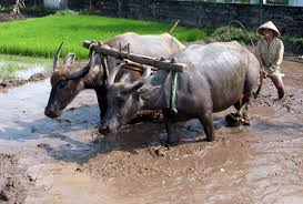 Image result for tanah sawah