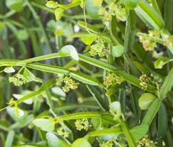 Image result for Cissus glaucophylla