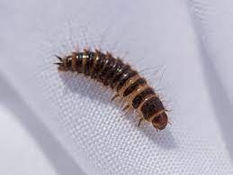 Larvae feed on fabric and other animal products such as leather, wool, feathers and fur. A Guide To Carpet Beetle Larvae Identification Prevention Faqs
