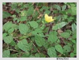 Image result for Sida spinosa