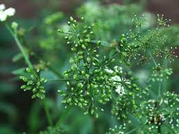 Image result for Berula thunbergii