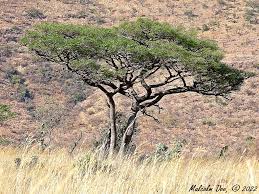 Image result for Burkea