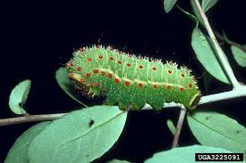 Maybe you would like to learn more about one of these? Luna Moth Home Garden Information Center