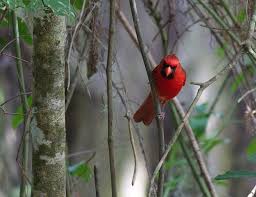 Kenari nuts ( canarium amboinense hoch) is a native of eastern indonesia. Sebring Fl 1080p 2k 4k 5k Hd Wallpapers Free Download Wallpaper Flare