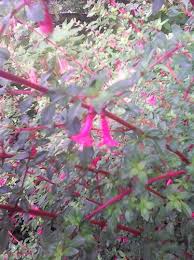 We did not find results for: Flowering Shrubs For Late Summer And Autumn Rare Plant Fair