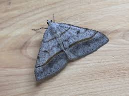 Image result for Dignathia gracilis